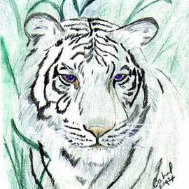 Terri Cabral: 'royal white bengal tiger', 2014 Other Drawing, Animals. Artist Description: Portrait of royal white Bengal tiger in watercolor pencil and ink...