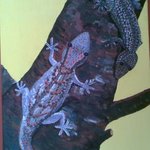 Geckos By Tina Noya