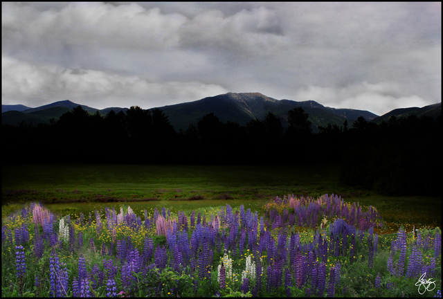 Wayne King  'Dusk On The Franconia Range Lupine Field', created in 2012, Original Photography Digital.