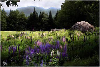 Wayne King: 'Lupine in the Shadow of Cannon Mountain', 2008 Color Photograph, Landscape.   A field of lupine creates a peaceful mood in the shadow of Cannon Mountain in Franconia, NH. Only one original of this image is created, signed, dated and with a certificate of authenticity. The image is used for creation of an open edition but otherwise archived and kept only for...