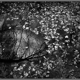 Wayne King Artwork Silver Maple Reflection Monochrome, 2014 Black and White Photograph, Expressionism