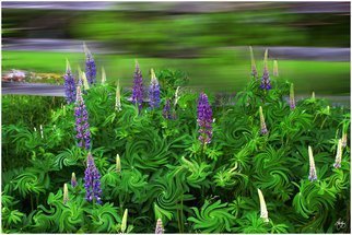 Artist: Wayne King - Title: Wind in the Lupines - Medium: Color Photograph - Year: 2012