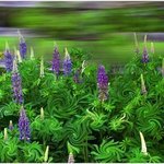 Wind in the Lupines By Wayne King