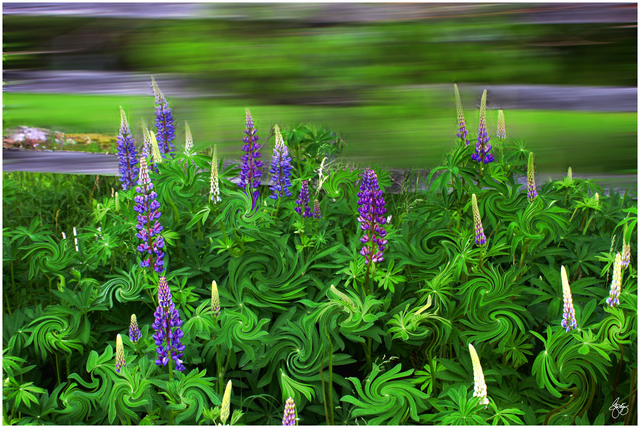 Wayne King  'Wind In The Lupines', created in 2012, Original Photography Digital.