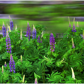 Wayne King Artwork Wind in the Lupines, 2012 Color Photograph, Landscape
