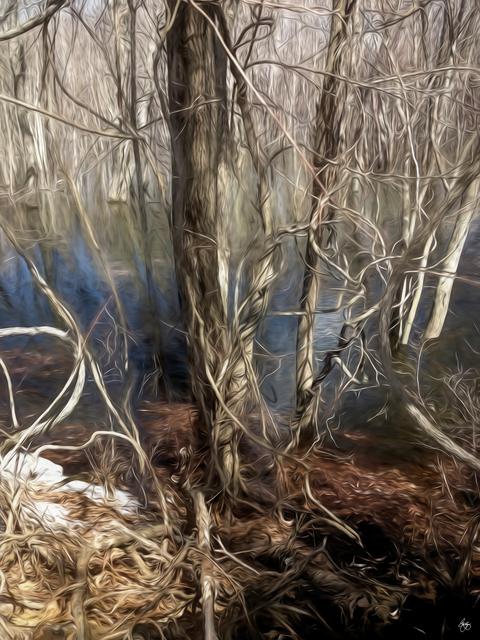 Wayne King  'Vines In A Floodplain Forest', created in 2019, Original Photography Digital.