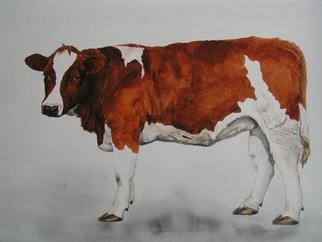Pim Van Der Wel: 'young cow', 2004 Watercolor, Animals. Artist Description: Cows are eveywhere in Holland, so I must portrait them. The longer I paint cows the more I like them. They appear to be shy, but are very curious and sometimes quite bold. Their behavior reminds me of my dog....