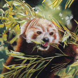 Karen Turner: 'RED PANDA', 2015 Pastel, Wildlife. Artist Description:  RED panda bear wildlife nature bamboo mammal...