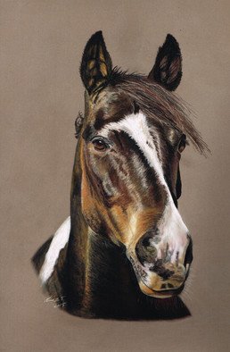 Karen Turner: 'WILD AT HEART', 2014 Pastel, Animals.   HORSE EQUINE PORTRAIT ANIMAL DOMESTIC PET          ...