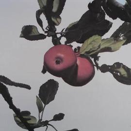 Peter Winberg: 'Apples in the sun', 2003 Oil Painting, Still Life. Artist Description: Painted: 2004. Size: 35x27cm. Oil on canvas board. Painted from a photograph I took when visiting Brosarps backar,in the south- east of Skane....