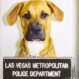 Rickie Dickerson: 'Bad Dog', 2004 Color Photograph, Portrait. Artist Description:    This is my dog Harold. . . he is a ridgeless Rhodhesian Ridgeback. If you know the breed you'll get the picture. . . if you don' t. . . it would be worth your time to learn. Extremely intelligent, independent and tenacious, they can be bored into mischief.  ...