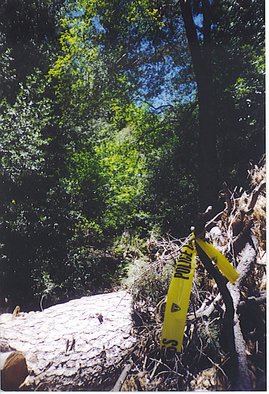 Rickie Dickerson: 'Bad Vibes', 2005 Color Photograph, Americana.  I came across this horrid implication of something very ugly while hiking in the beautiful mountains of Southern California. Scary. ...