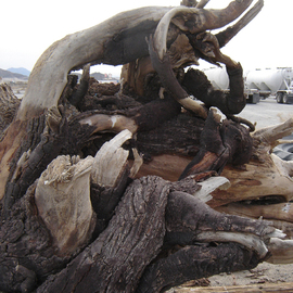 Rickie Dickerson Artwork Twisted Elephant Pile, 2007 Color Photograph, Abstract Figurative