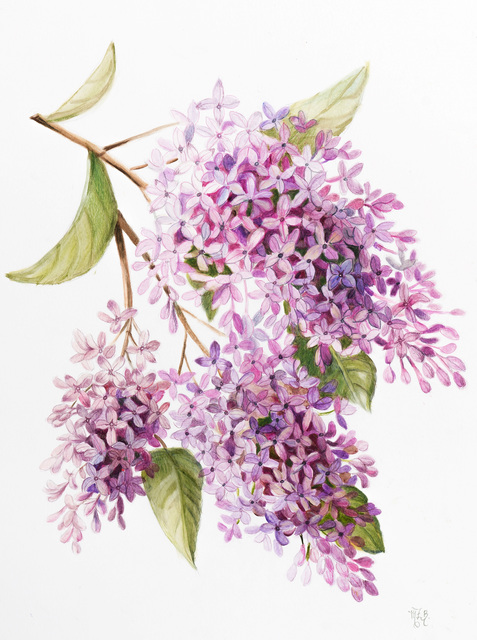 Artist Marsha Bowers. 'Lilacs' Artwork Image, Created in 2019, Original Paper. #art #artist