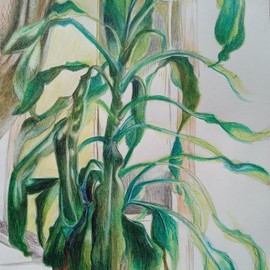 Zoraida Haibi Figuera: 'plant', 2021 Other Drawing, Botanical. Artist Description: contour drawing of house plant with colored pencils...