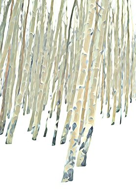 Steve Tohari: 'aspen in snow 1', 2018 Color Photograph, Abstract Landscape. Aspen in snow - Vail, Colorado. Photograph edited for painted effect. Aspen trees, snow, Colorado, Vail, ski, tree trunks...