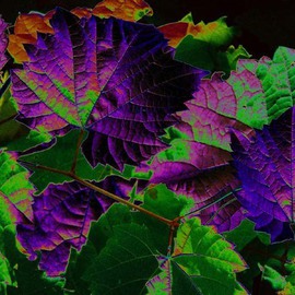 Jeffrey Spahrsummers: 'fall in boulder 1', 2007 Color Photograph, Surrealism. Artist Description:  Fall leaves ...