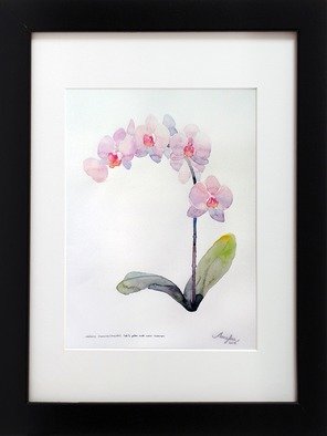 Amyka Densinkasem; Pink Moth Orchid, 2015, Original Watercolor, 27.5 x 37.5 cm. Artwork description: 241 Watercolour painting of Pink Moth orchid ...