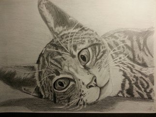 Mardas Angelo; Lovely Cat, 2014, Original Drawing Charcoal, 50 x 35 cm. 