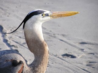 Linda Tenenbaum; Great Blue Heron , 2007, Original Photography Other, 12 x 9 inches. Artwork description: 241  Great Blue Heron poses while fishing at the shore on Captiva Island, Florida. Giclee printed on watercolor paper signed limited edition. ...