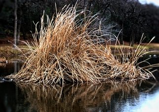 B A Autery; Grass With A Pond, 2017, Original Photography Color, 20 x 16 inches. Artwork description: 241 Grass boldly grows upward and outward from within the waters of the pond. Grass, stacks, water grass, brown, water, pond, nature, park...