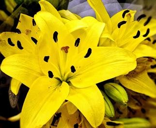 B A Autery; Seasons Of Yellow, 2017, Original Photography Color, 14 x 11 inches. Artwork description: 241 Season of the yellow flowers in bloom in spring. Yellow, flowers, closeups, flora, color photograph. ...