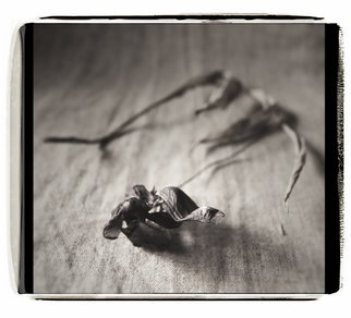 Katya Evdokimova; Flower2, 2007, Original Photography Black and White, 12 x 16 inches. 