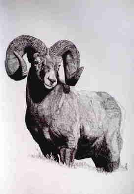 Roberta Ekman; Big Horn Mountain Sheep, 1999, Original Drawing Pen, 18 x 24 inches. Artwork description: 241 signed limited edition of Big Horn Mountain Sheep. ...