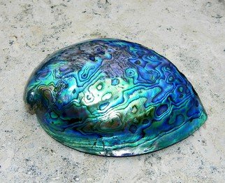 Carolyn Bistline; TEAL SEASHELL, 2013, Original Photography Color, 14 x 11 inches. Artwork description: 241  NATURE. AQUA IS THE COLOR OF THE CARRIBEAN WATERS AND OTHER TROPICAL ISLANDS. THIS SHELL IS FROM THE FIJI ISLANDS. PARADISE.         ...