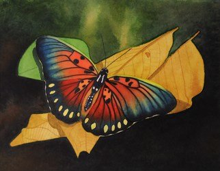 Carolyn Judge; Edwards Forrester Butterfly, 2010, Original Watercolor, 23 x 18 cm. Artwork description: 241  A beautiful specimen of Edwards Forrester, Africa  ...