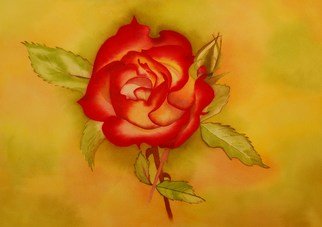Carolyn Judge; Velvet Rose, 2010, Original Watercolor, 38 x 27 cm. Artwork description: 241  The photograph for this painting was taken on a beautiful day in the Parnel Rose Gardens of Auckland  ...