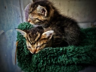 Chelsea Bartolo; Kittens, 2018, Original Photography Other, 4 x 6 inches. Artwork description: 241 Kittens relaxing...