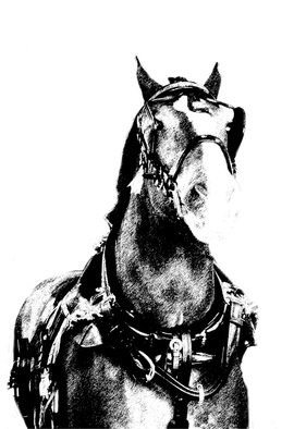 Christy Park; Horse, 2014, Original Photography Mixed Media, 13 x 19 inches. Artwork description: 241          photograph, digital manipulation and print                                                      ...