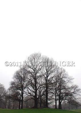 Martin A Ettlinger; Prospect Park Knoll, 2011, Original Photography Color, 8 x 10 inches. Artwork description: 241  Prospect Park Knoll is a collection of trees in this most beautiful park. Photo is behind glass in a white wood frame. ...