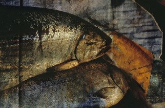 Claudia Nierman, 'Fishi News Paper', 2003, original Photography Color, 34 x 45  inches. 