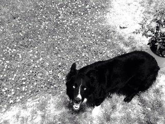 Bridgett Dockray; Maniac Shadow , 2014, Original Photography Other, 16 x 24 inches. Artwork description: 241   Dog, funny, cute, pets, silly, border collie  ...