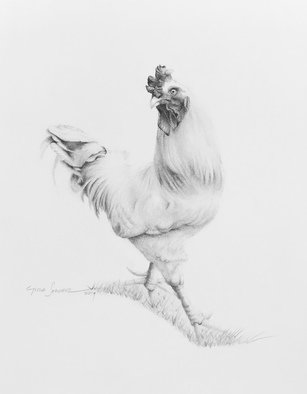 Cynzia Sanchez; Big Daddy 3, 2019, Original Drawing Pencil, 11 x 15 inches. Artwork description: 241 Big Daddy is my neighbor, . I visit and feed him and his chicks everyday. In gratitude, they model for me. The seriesThe Chicks Next Dooris all about them. ...