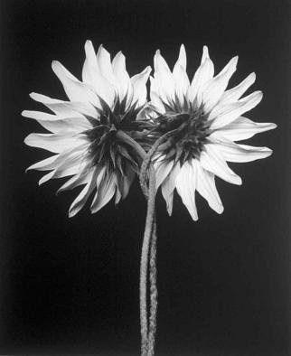 David Hum; Sunflower Twist, 2000, Original Photography Silver Gelatin, 14 x 11 inches. Artwork description: 241 series of floral stills...