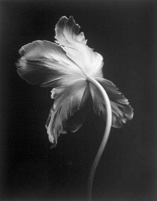 David Hum; Tulip 1, 2000, Original Photography Silver Gelatin, 14 x 11 inches. Artwork description: 241 series of floral stills...