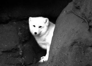 Debra Reilly; Arctic Fox, 2001, Original Photography Other, 7 x 5 inches. Artwork description: 241 Gorgeous arctic fox. .   .  TO CONTACT Debra Ann Reilly via tel: 917- 912- 8159 All art works and designs in Debra Ann Reilly' s portfolio are the sole property of Debra Ann Reilly and the works and designs are protected under US copyright law by Copyright (c) from 1980 ...