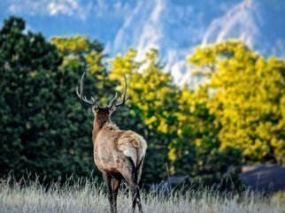 Dennis Gorzelsky; A Graceful Exit, 2014, Original Photography Digital, 24 x 18 inches. Artwork description: 241 While visiting Estes park in the Colorado Rockies, I encountered a herd of Elk grazing near the highway.  This one had had enough and turned to head back to the woods. ...