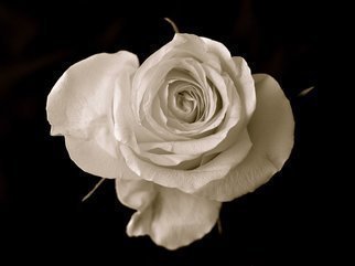 Dennis Gorzelsky; Rosey, 2014, Original Photography Digital, 24 x 18 inches. Artwork description: 241 A table flower that caught my eye with its wonderful elegance. ...