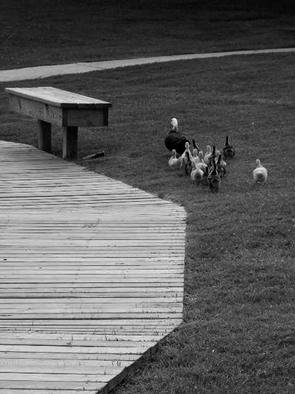 Dion Mcinnis; Duck Path Less Travelled, 2003, Original Photography Black and White, 8 x 10 inches. Artwork description: 241 Mother duck and ducklings avoiding the wooden boardwalk.  Print comes mounted on window mat board. ...