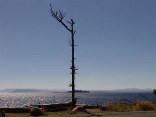 David Bechtol, 'Overlooking Yellowstone Lake', 2005, original Photography Color, 14 x 11  x 1 inches. Artwork description: 2307 Solitary tree overlooking the lake. ...