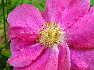 David Bechtol, 'Wild Rose', 2007, original Photography Color, 14 x 11  x 1 inches. Artwork description: 1911  Beauty from around the neighborhood ...