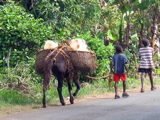 Don Jones; Boy With Donkey, 2013, Original Photography Color, 18 x 14 inches. Artwork description: 241  country scenery, caribbean, donjones, donkey, ...