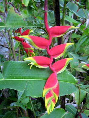 Don Jones; Ginger Plant, 2013, Original Photography Color, 18 x 14 inches. Artwork description: 241       country scenery, caribbean, donjones, floral, flowers, wild plant,      ...