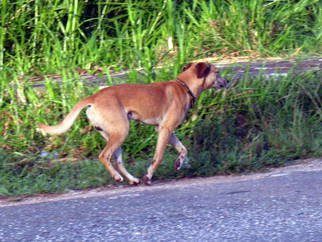 Don Jones; Running Dog, 2013, Original Photography Color, 18 x 14 inches. Artwork description: 241         country scenery, caribbean, donjones, animal        ...