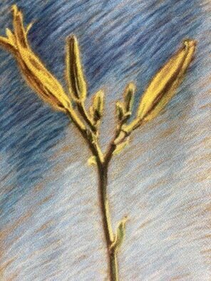 Donna Gallant; Day Lily 2, 1998, Original Pastel, 19 x 25 inches. Artwork description: 241 I made a trio of the day LilyaEURtms life from different points of view and stages. ...