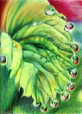 Donna Gallant, 'Raindrops', 2016, original Drawing Pencil, 9 x 12  inches. Artwork description: 2793 Another close up view of a leaf with raindrops.  It s an usual perspective. ...